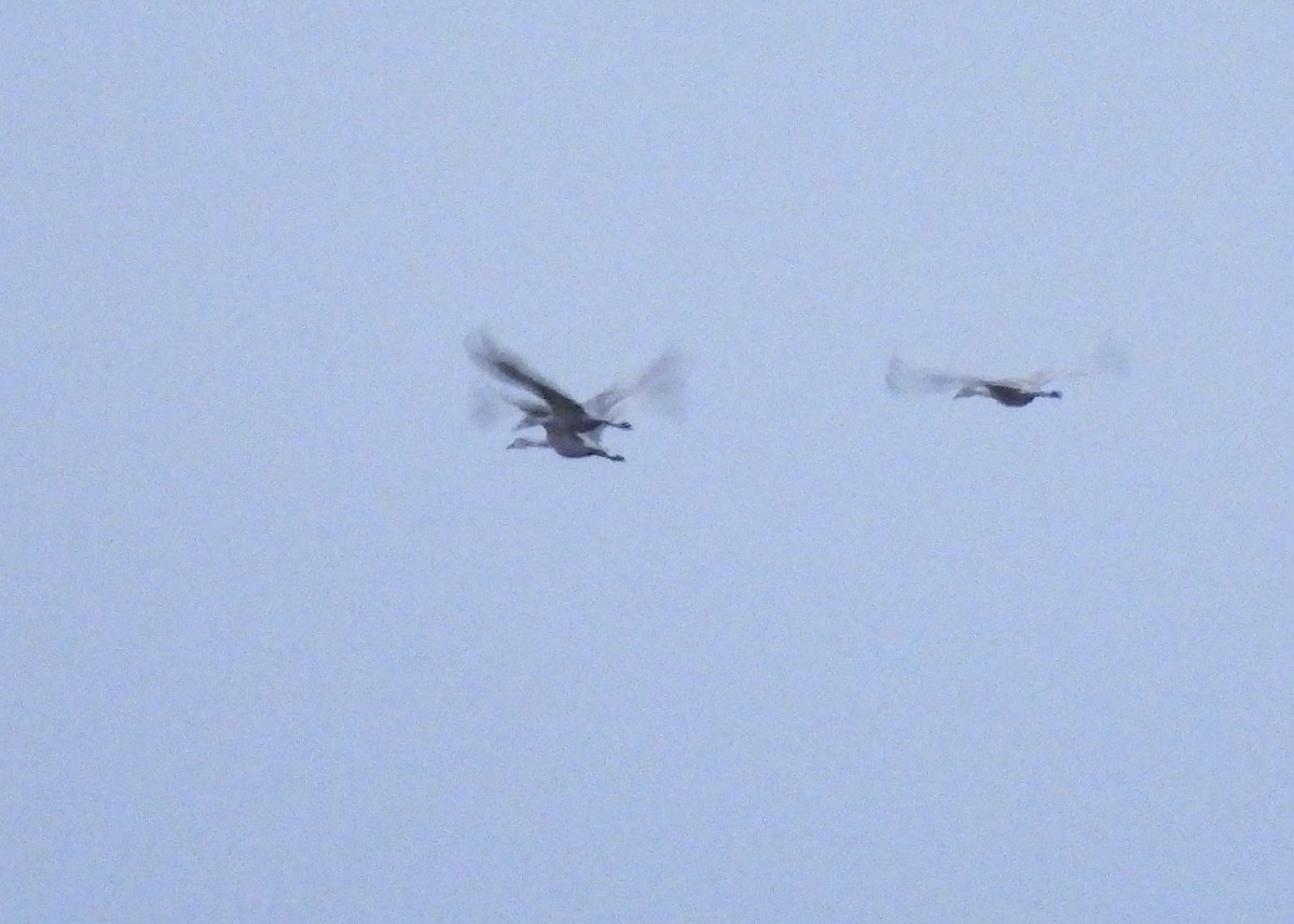 Sandhill Crane - ML646157021