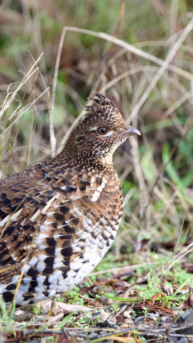 jeřábek kanadský - ML646157023