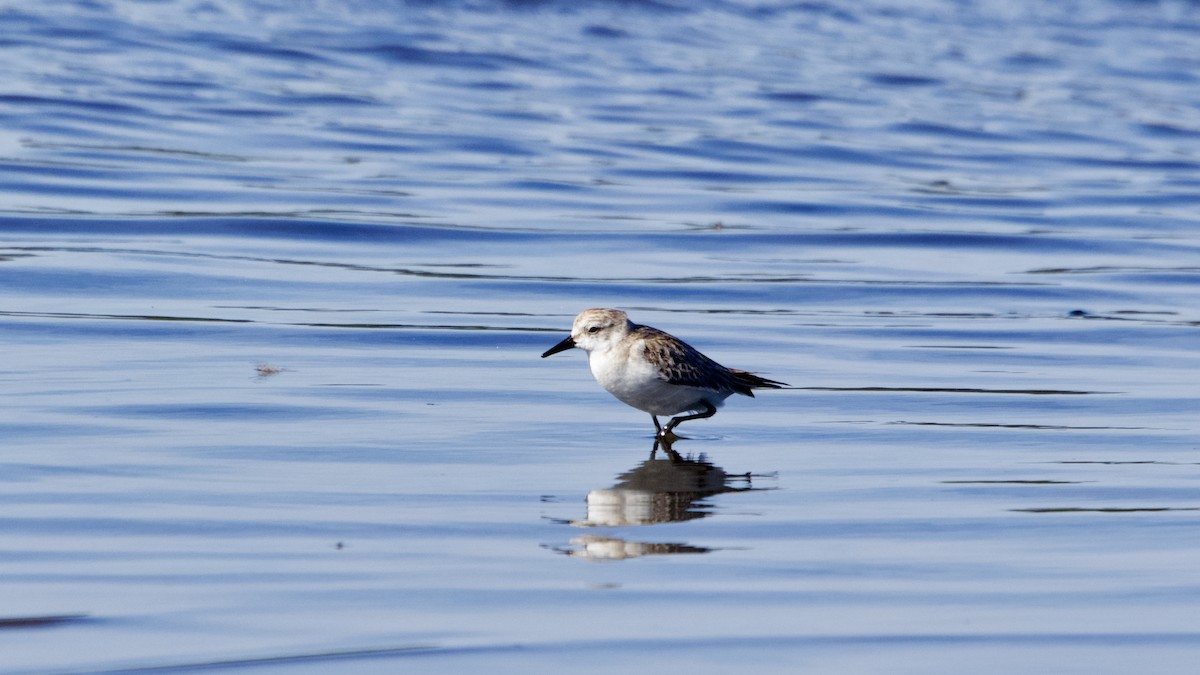 Red-necked Stint - ML646157024