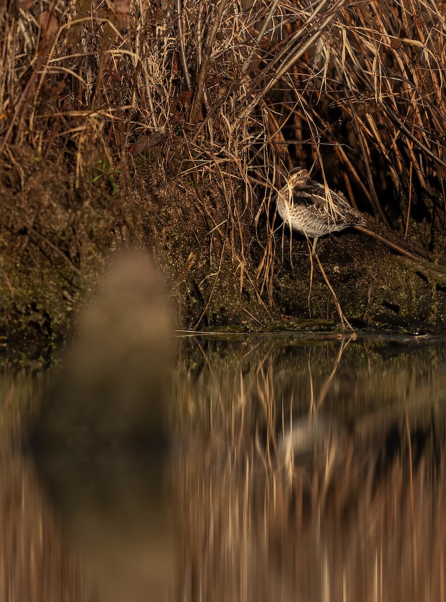 Wilson's Snipe - ML646157025