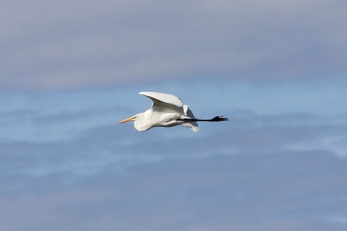 Great Egret - ML646157026