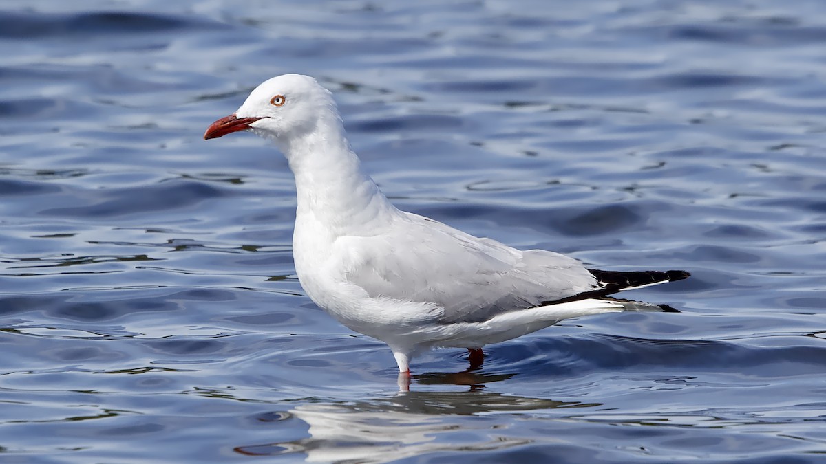 Silver Gull - ML646157031