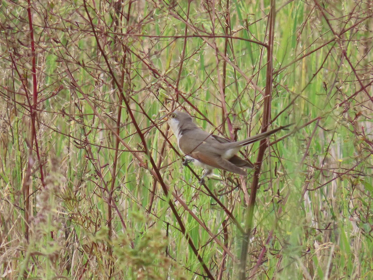 Желтоклювая пиайя - ML646157032