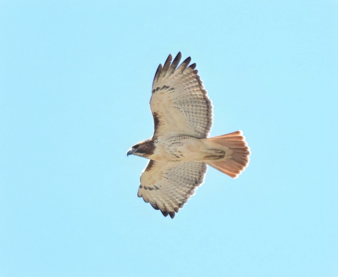 Red-tailed Hawk - ML646157035