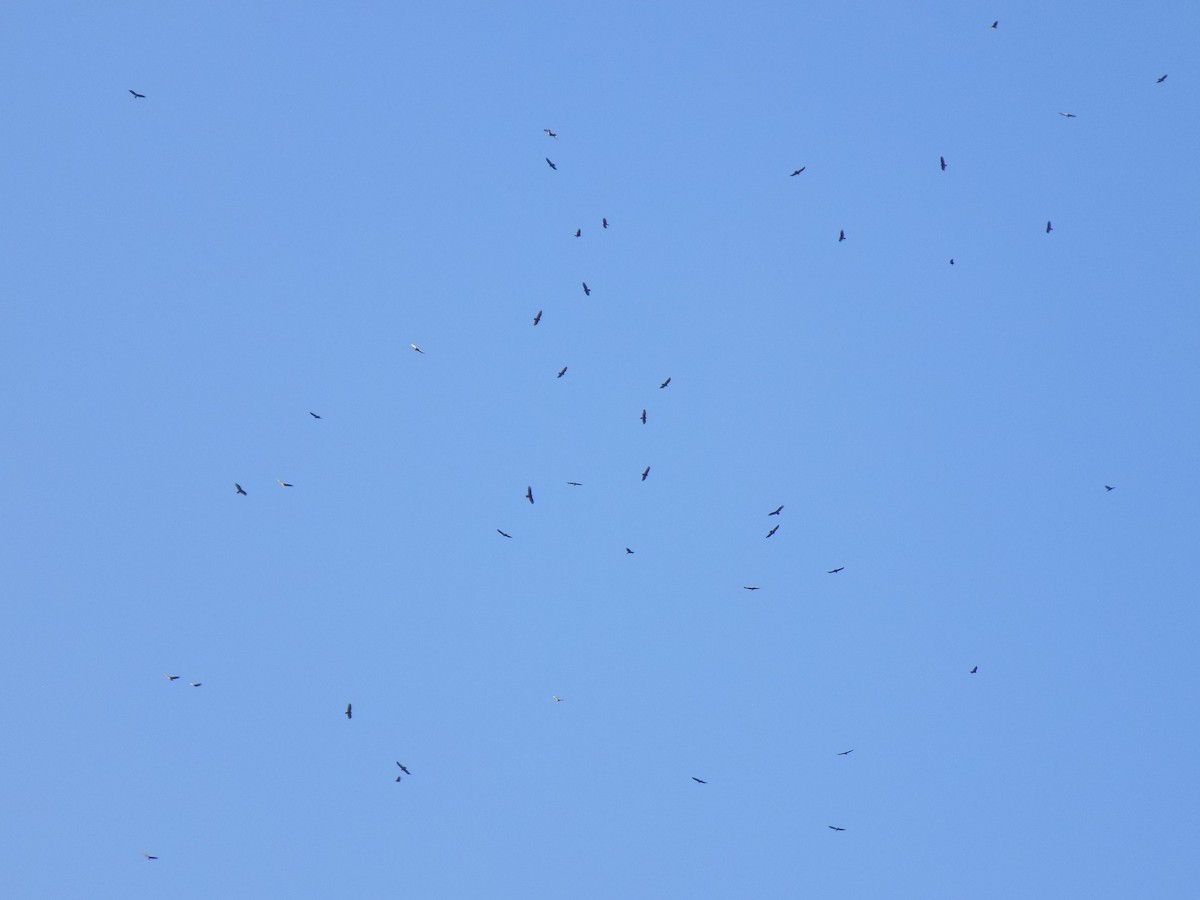 Black Vulture - ML646157036