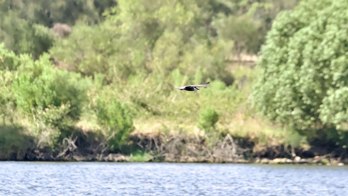 Whiskered Tern - ML646157043