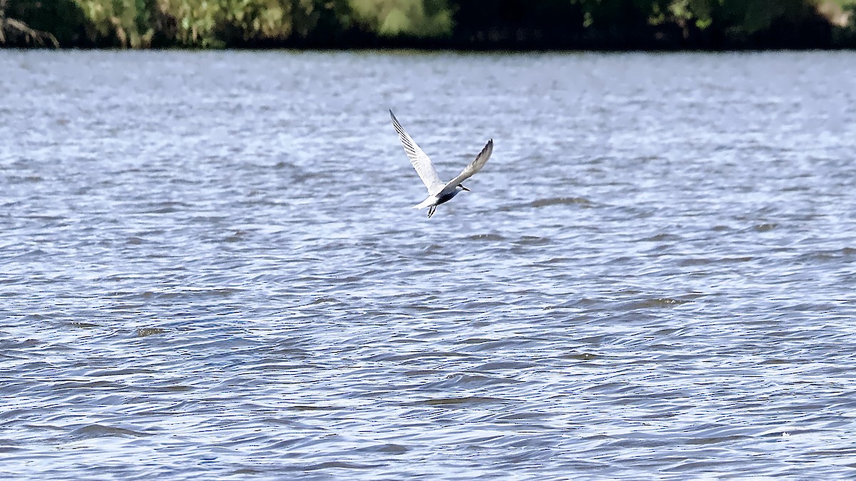 Whiskered Tern - ML646157044