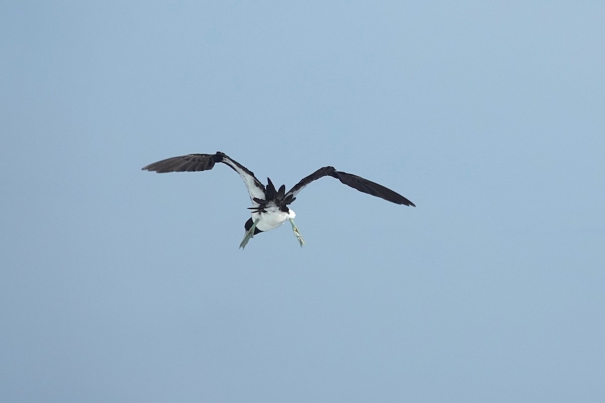 Sula fosca - ML646157046