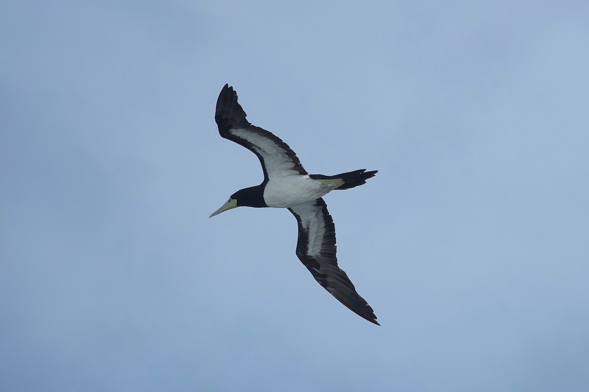 Sula fosca - ML646157047