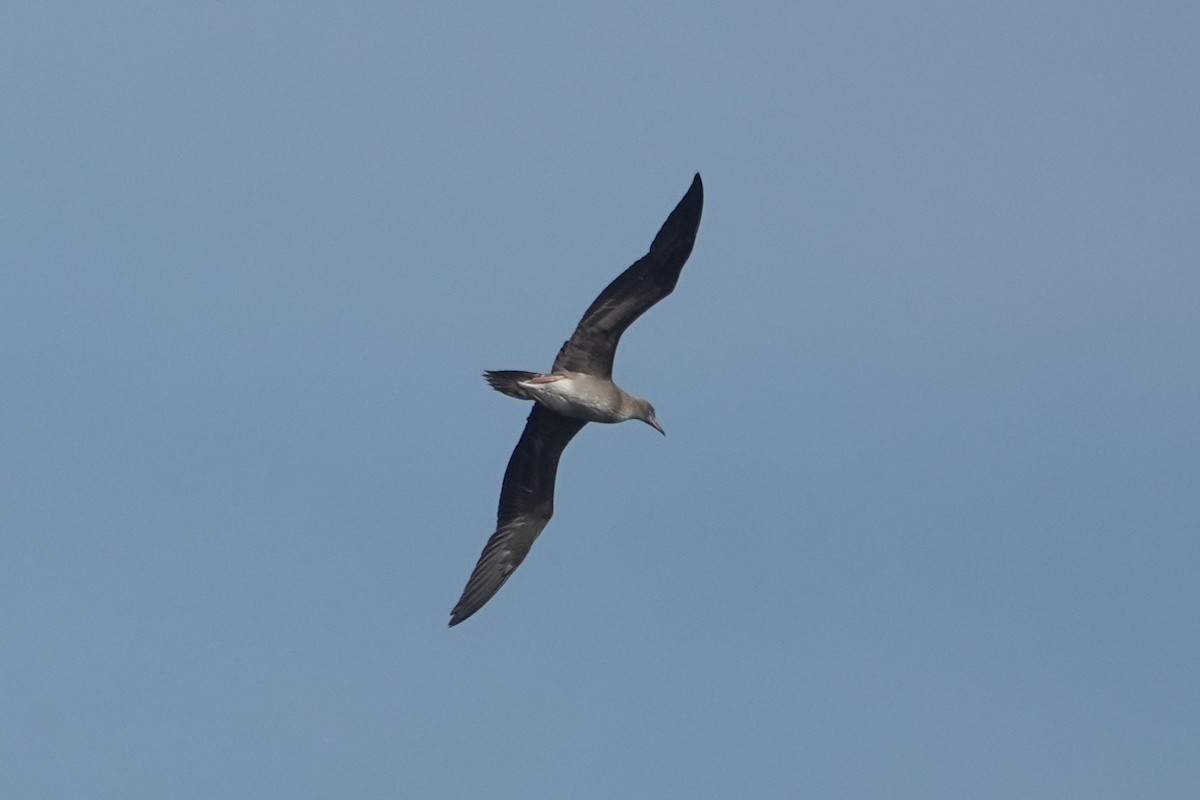 Sula fosca - ML646157048