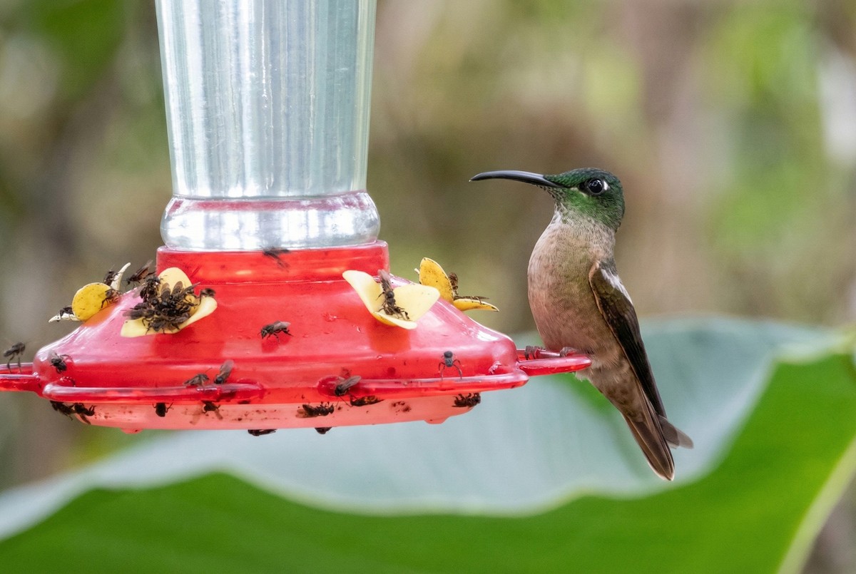 Fawn-breasted Brilliant - ML646157049