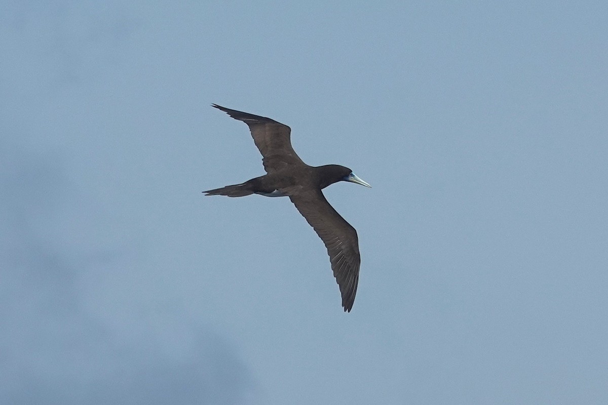 Sula fosca - ML646157051