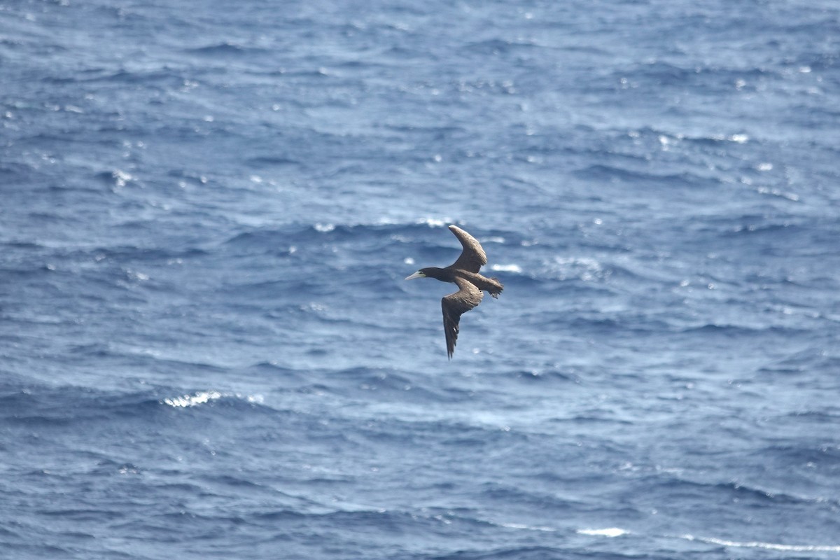 Sula fosca - ML646157053