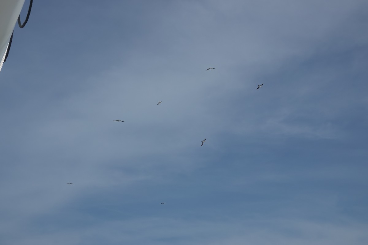 Sula fosca - ML646157055