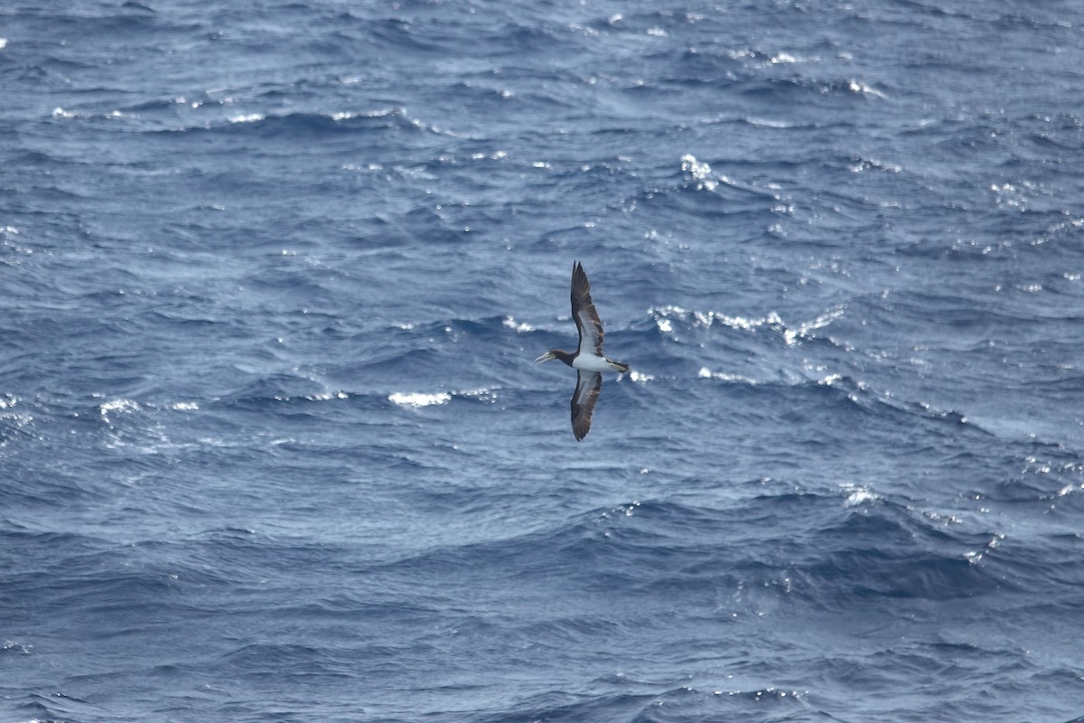 Sula fosca - ML646157056