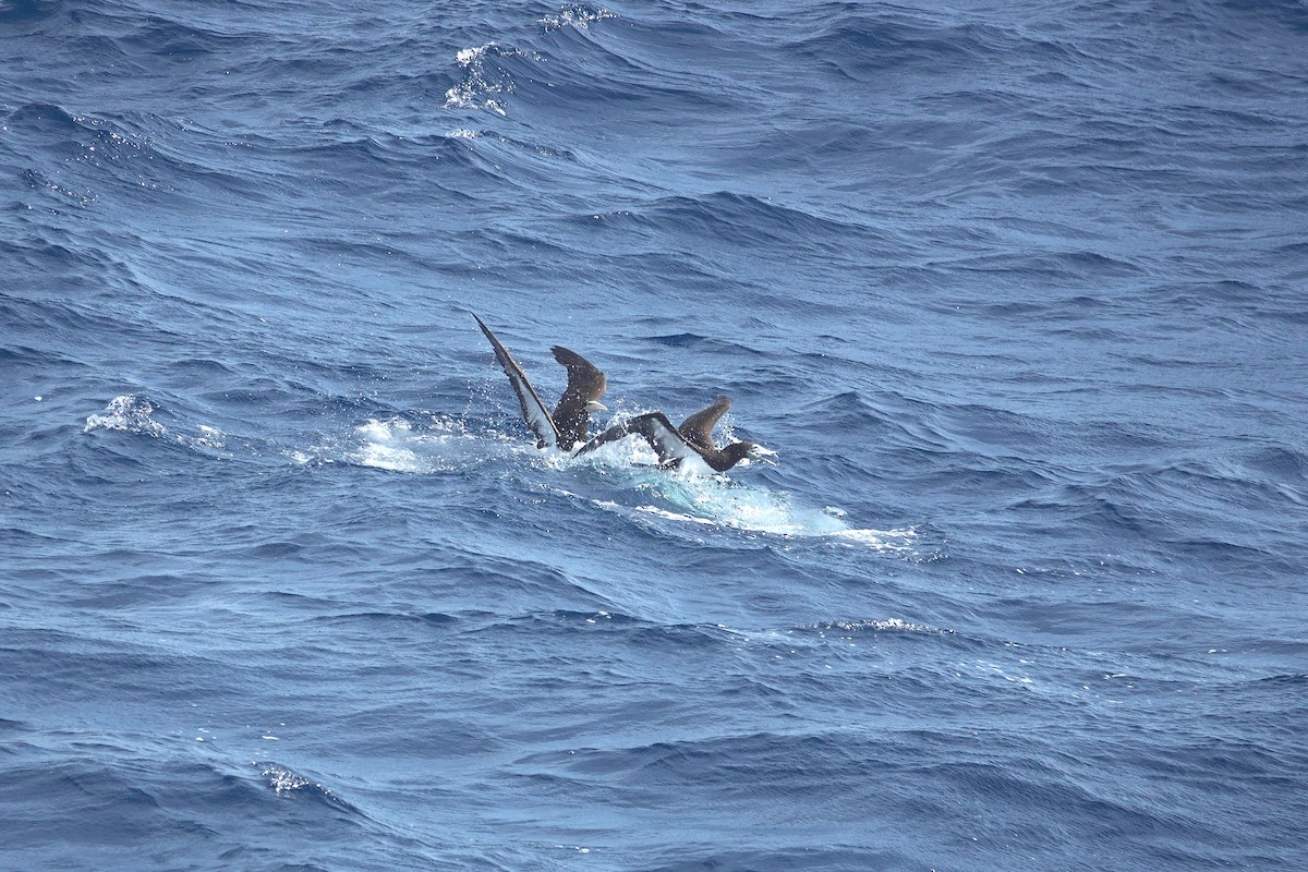 Sula fosca - ML646157057