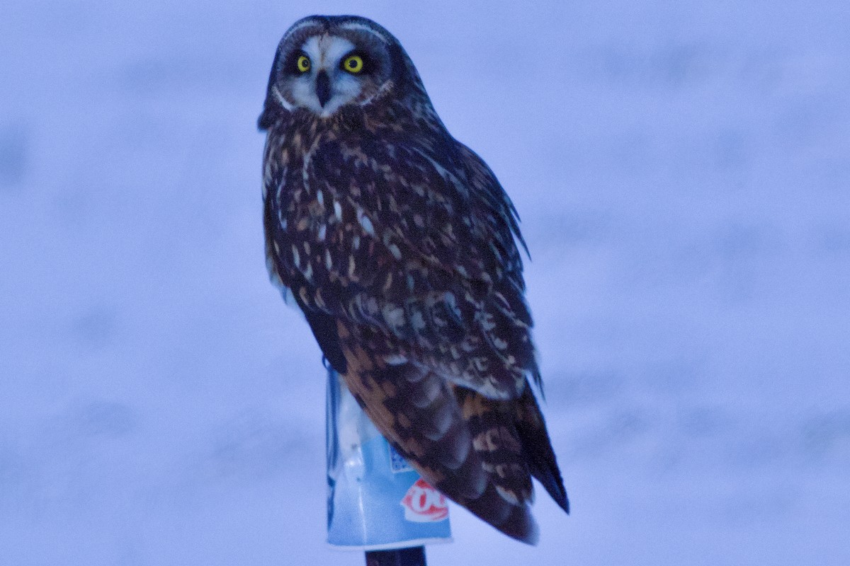 Short-eared Owl - ML646157058