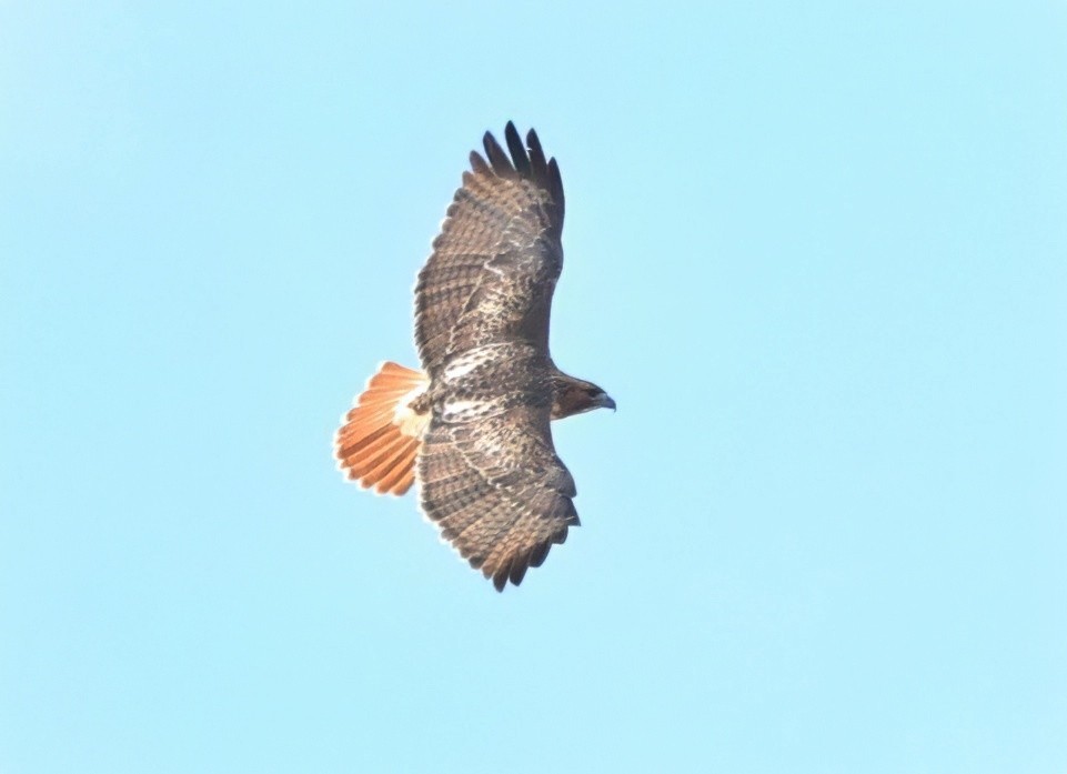 Red-tailed Hawk - ML646157062