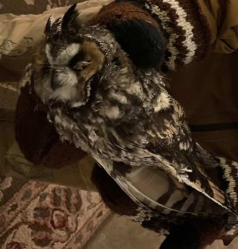 Соотон гуйванга - ML646157063