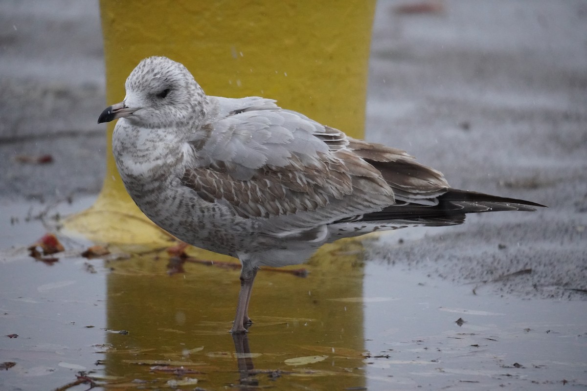 Ring-billed Gull - ML646157064