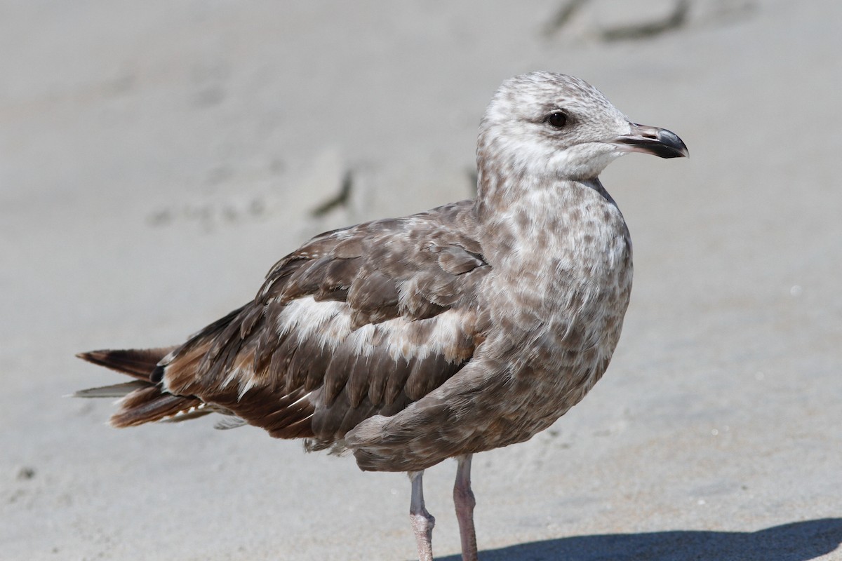 American Herring Gull - ML646157066