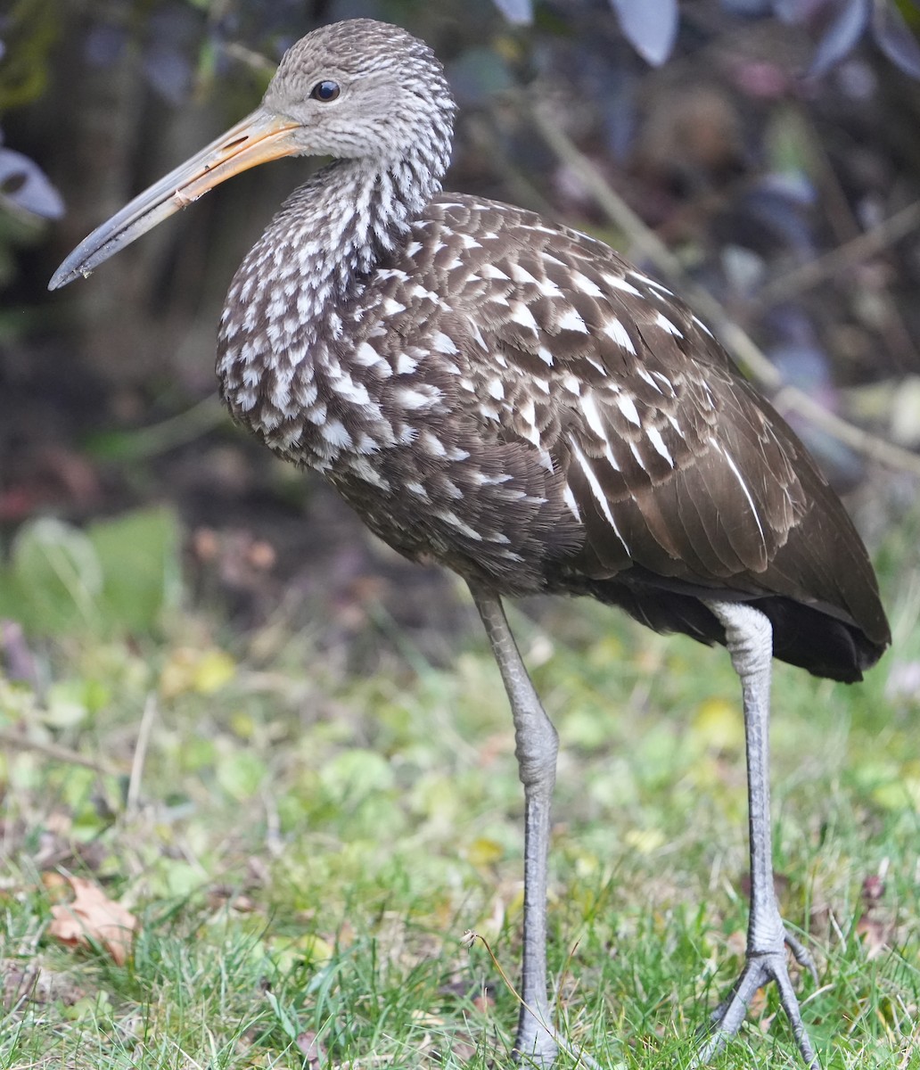 Limpkin - ML646157068