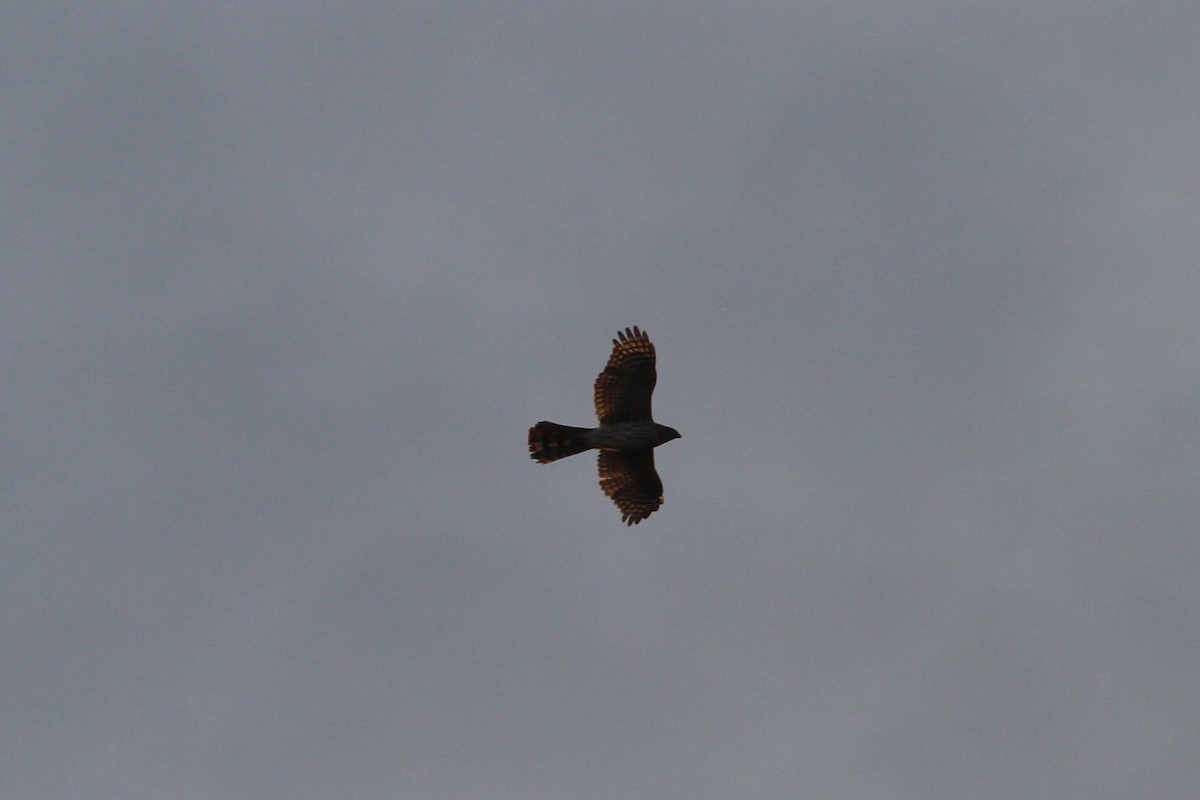 Cooper's Hawk - ML646157073