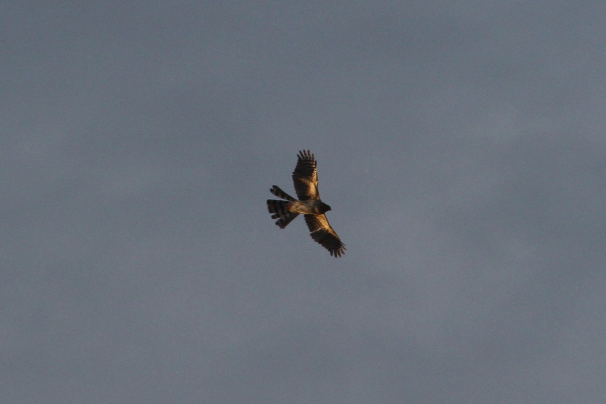 Cooper's Hawk - ML646157074