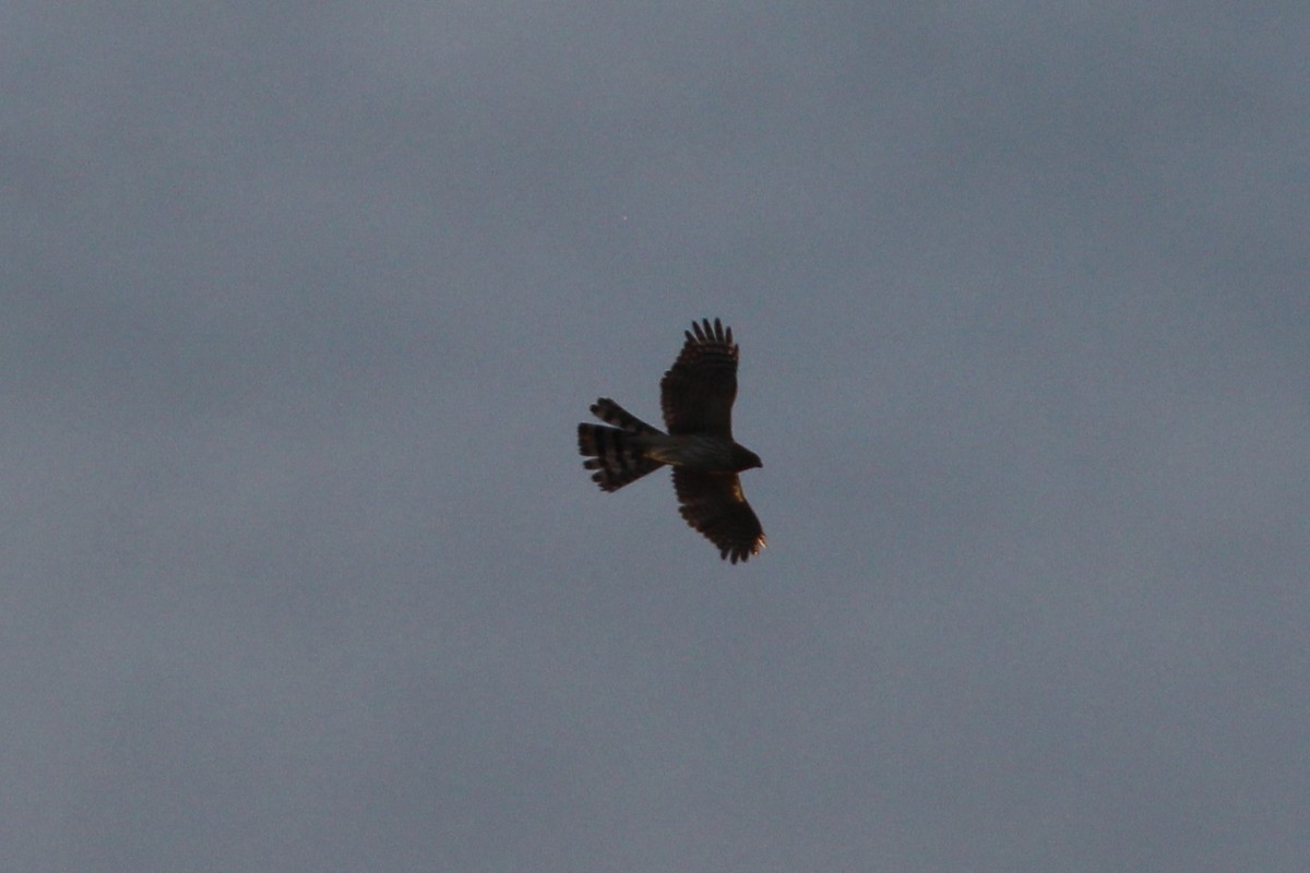 Cooper's Hawk - ML646157075