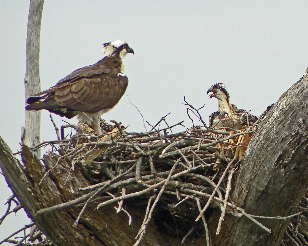 Osprey - ML646157078