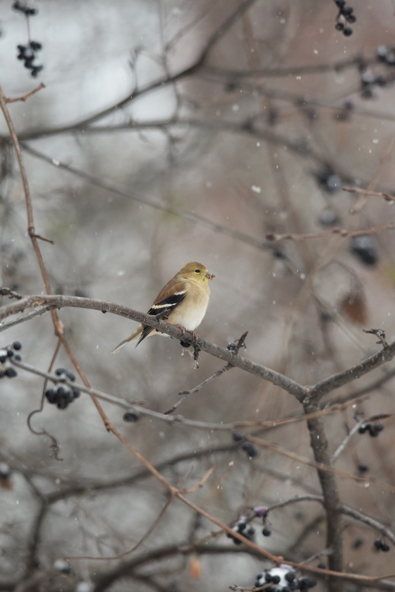 čížek žlutý - ML646157090