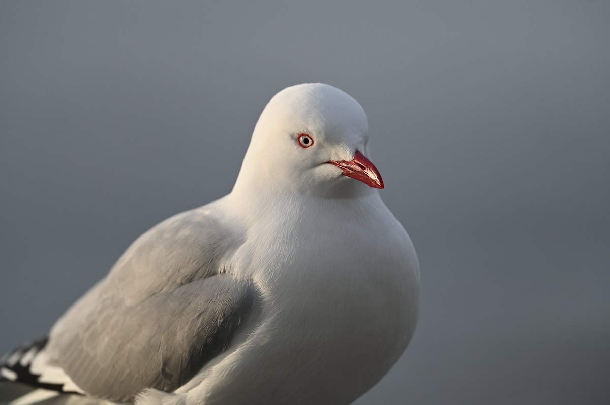 australmåke - ML646157097