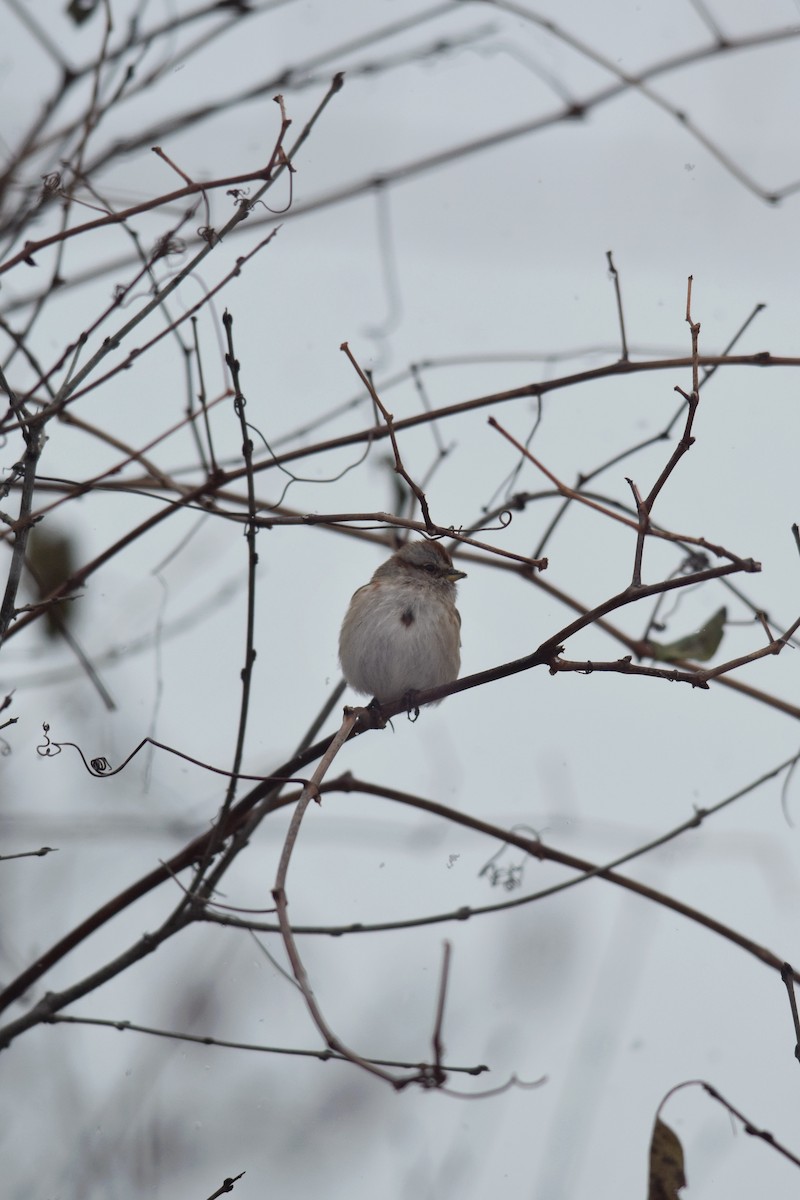 strnádka pokřovní - ML646157100