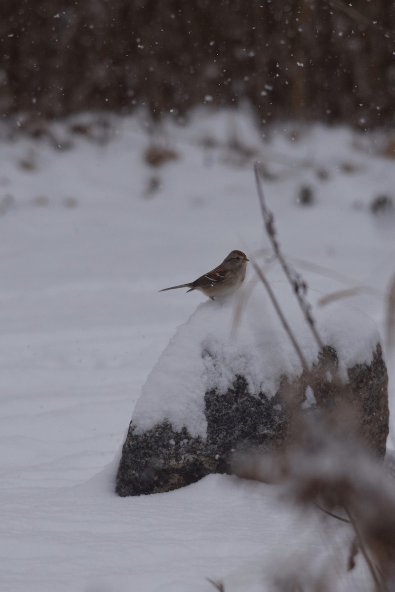 strnádka pokřovní - ML646157101