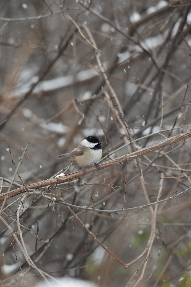 sýkora černohlavá - ML646157104