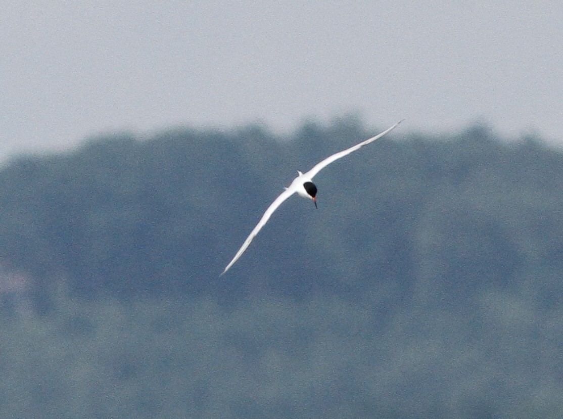 Roseate Tern - ML646157107