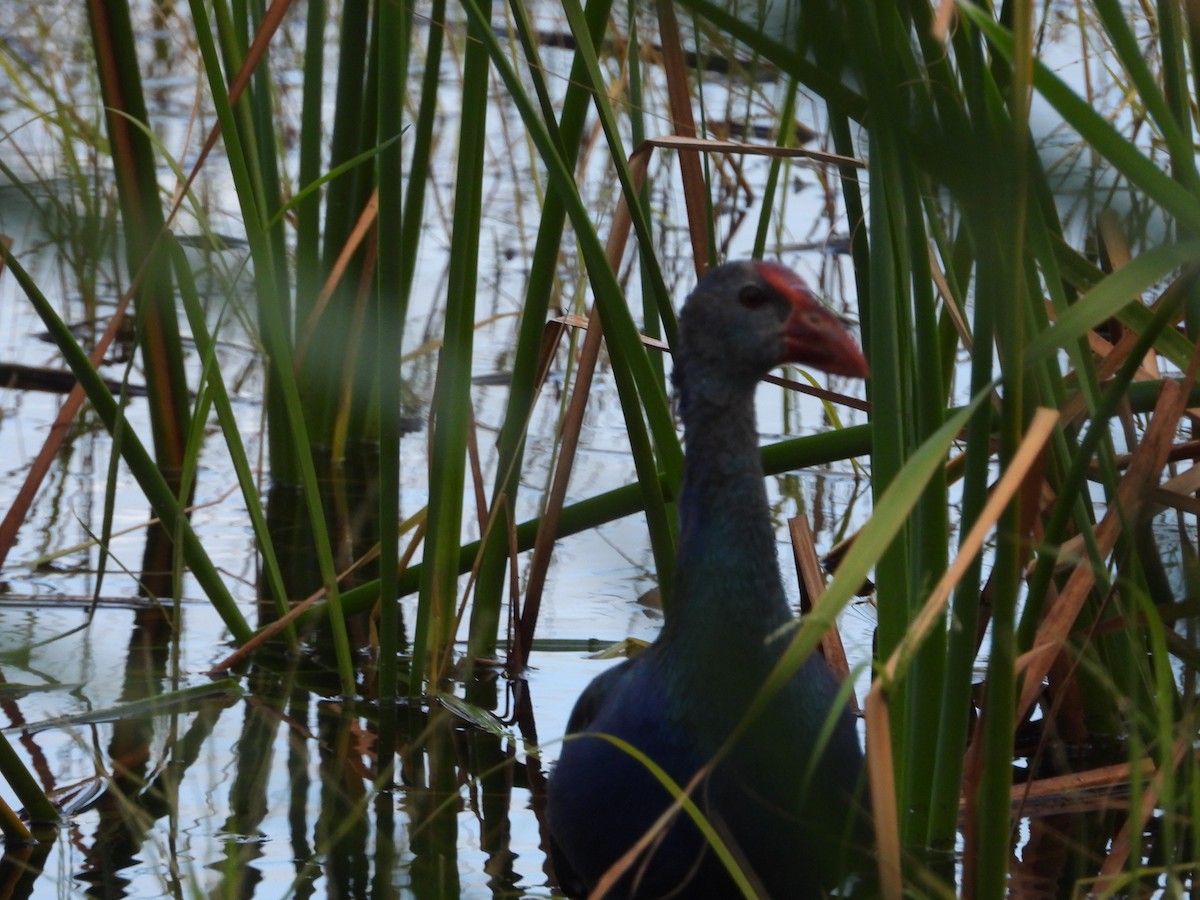 slípka americká - ML646157110