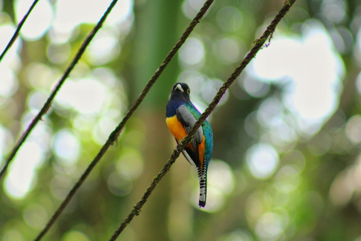 Gartered Violaceous Trogon - ML646157111