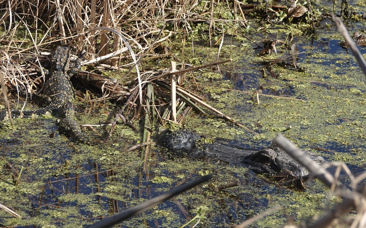 Animals - ML646157113