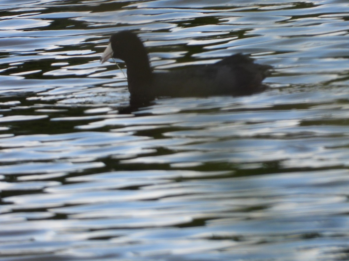 American Coot - ML646157127