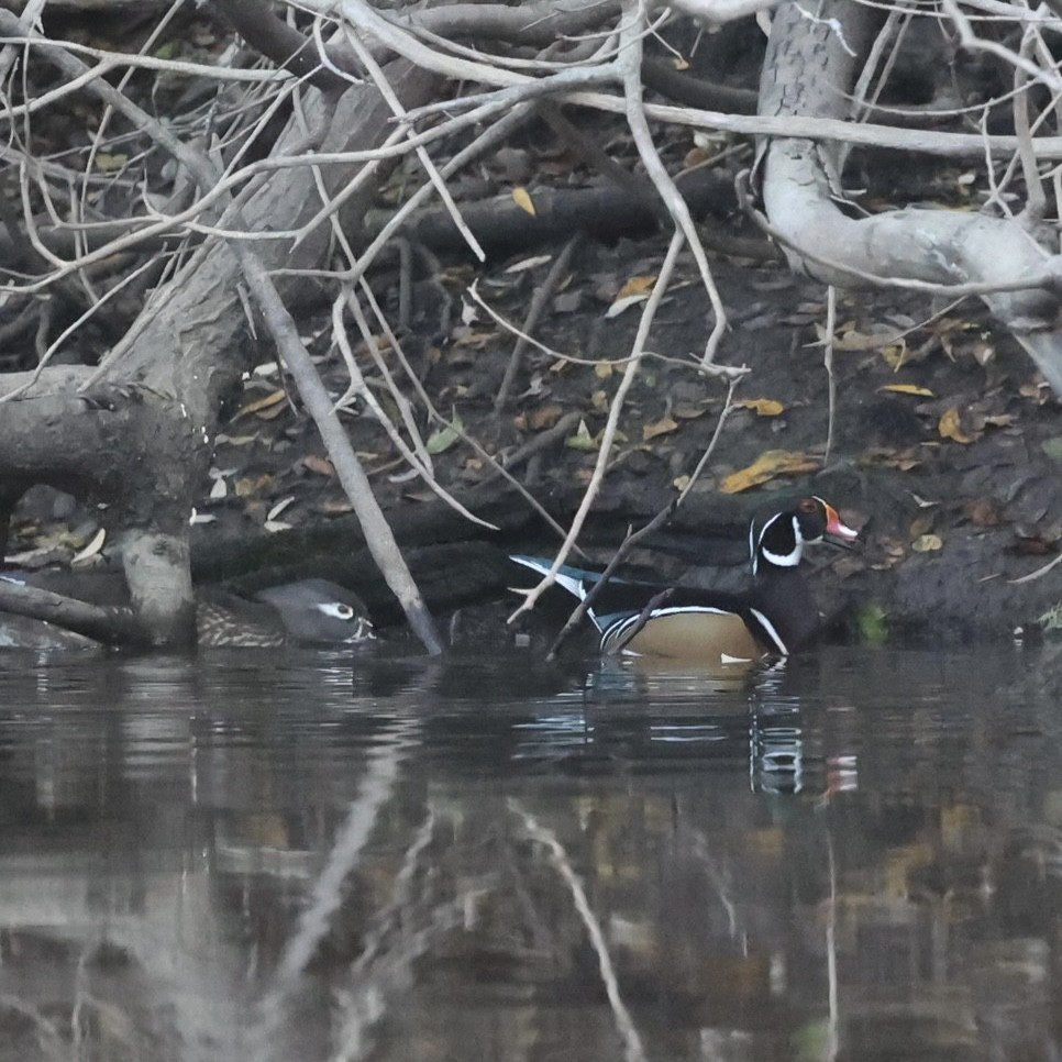 Wood Duck - ML646157130