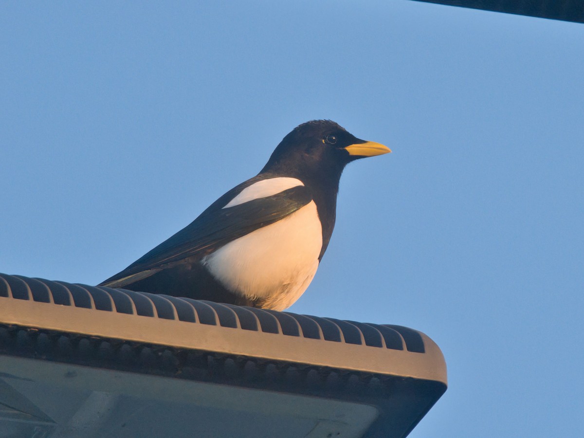 Yellow-billed Magpie - ML646157136