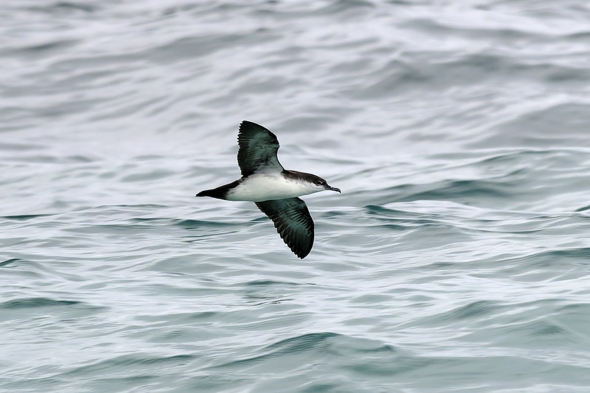 Puffin des Galapagos - ML646157139