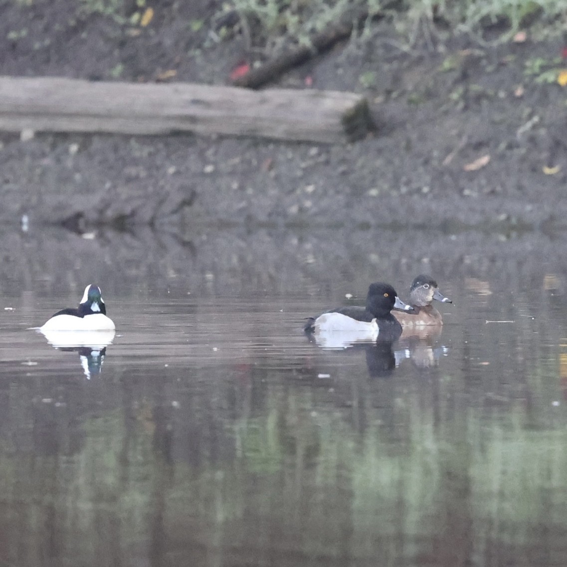 Ring-necked Duck - ML646157142