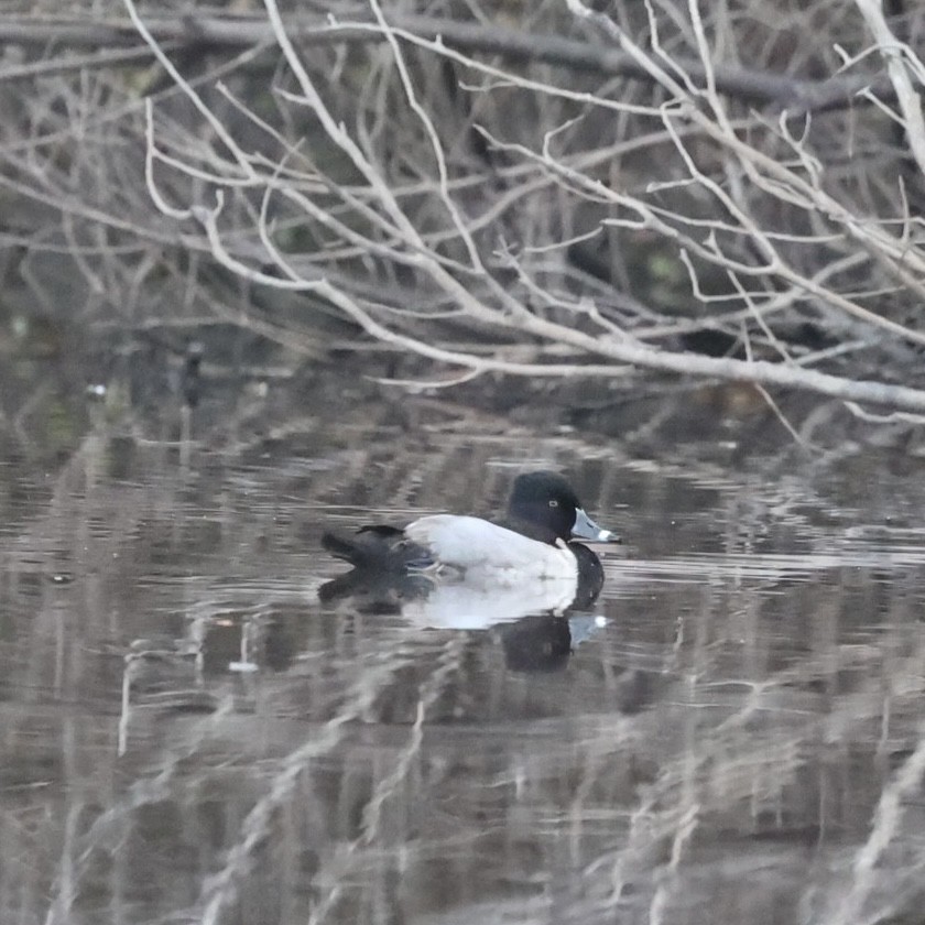 Ring-necked Duck - ML646157143