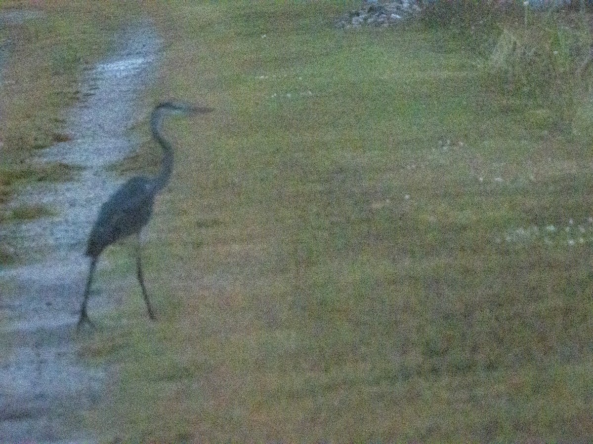 אנפה אמריקנית - ML646157147