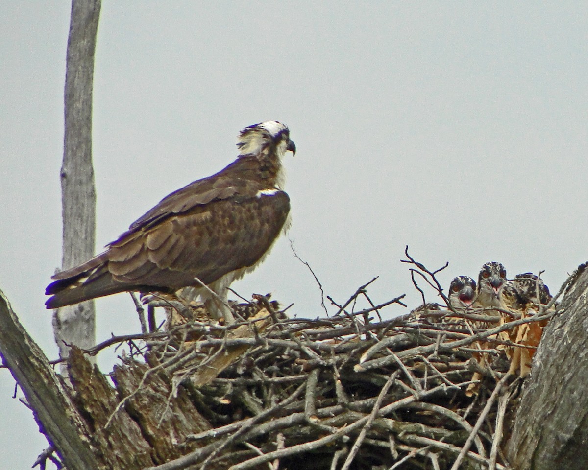 Osprey - ML646157149