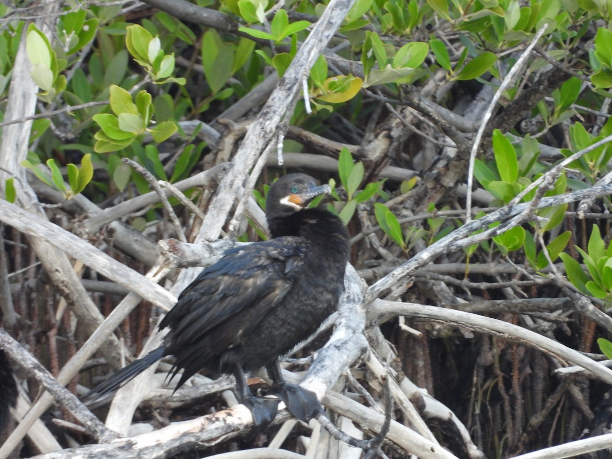 Neotropic Cormorant - ML646157150