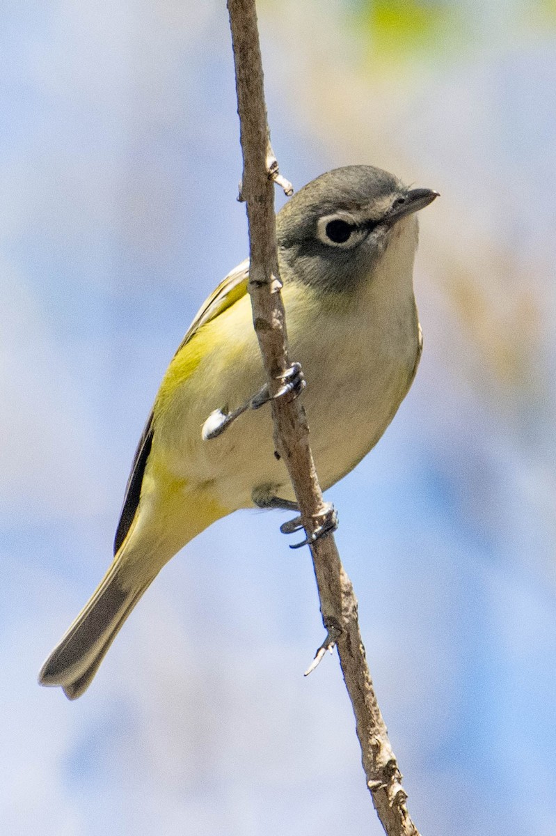Blue-headed Vireo - ML646157151