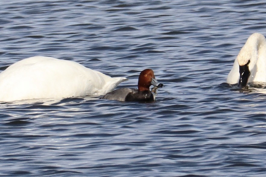 Redhead - ML646157152